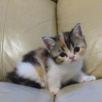 ราคา ตัวที่ 1 &quot;น้องปูเป้&quot; Scottish Fold แท้ (25,000 บาท) สี Calico