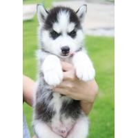 ราคา ขาย Siberian Husky Puppies (117014)