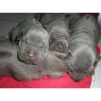 ราคา เรามี ลูกสุนัขไทยหลังอาน สีสวาท แบ่งให้ผู้สนใจครับ (76642)
