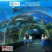 ราคา [ E-TICKET ] บัตรเข้าชมพิพิธภัณฑ์สัตว์น้ำ S.E.A. Aquarium Singapore (378255)