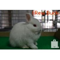 ราคา ขาย Netherland Dwarf