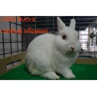 ราคา ขาย RB Netherland Dwarf Senior Buck (พ่อพันธุ์ พร้อมผสม)