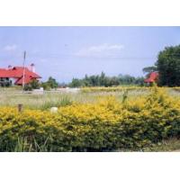 ราคา ที่ดดินสวย - แม่ริม - เชียงใหม่