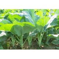 ราคา เมล็ดพันธุ์ คะน้าฮ่องกงจัมโบ้ (382382)