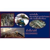 ราคา กุ้งกามแดง (366742)