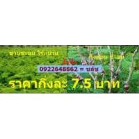 ราคา ชะอมไร้หนาม (366756)