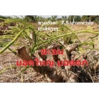 ราคา ชะอมไร้หนาม (366759)