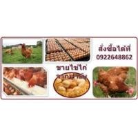 ราคา ไข่ไก่ (366780)