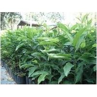 ราคา ต้นพิกุล