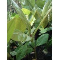 ราคา ต้นจิกทะเล