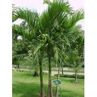 ราคา ต้นหมากนวล