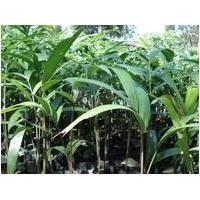 ราคา ต้นฟอกเทล หรือปาล์มหางกระรอก