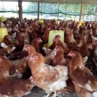 ราคา ไก่ไข่สาว