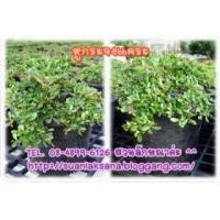 ราคา จำหน่าย ต้นหูกระจงแคระ เหมาะสำหรับทำบอนไซ