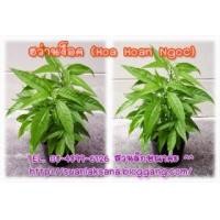 ราคา จำหน่ายต้นฮว่านง็อก (Hoa Hoan Ngoc ) ว่านลิง หรือพญาวานร