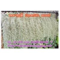 ราคา จำหน่ายเคราฤาษี หรือต้นหนวดตาแป๊ะ (Spanish Moss)