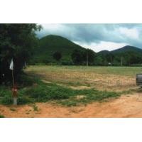 ราคา ขายที่ดินหัวหิน- หนองพลับ 229 ตรว. (83400)