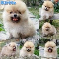 ราคา น้อง Kirito ปอมไซส์เล็ก สีส้ม เพศผู้ (269689)