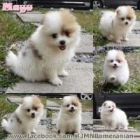 ราคา น้อง Mayu ปอมไซส์เล็ก สีแฟนซี เพศเมีย (269692)