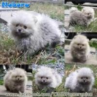 ราคา น้อง Noboru ปอมไซส์เล็ก สีเทา เพศผู้ (269693)