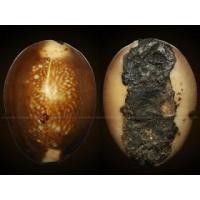 ราคา เบี้ยแก้หลวงพ่อคำ วัดโพธิ์ปล้ำ จ.อ่างทอง ยุคต้น(ติดรางวัลที่4)