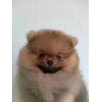 ราคา We star's pom จำหน่ายปอมหน้าหมีเกรดเลี้ยงเล่น เกรดประกวด 08-6763-1656