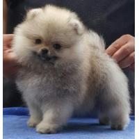 ราคา ปอมเมอเรเนียน