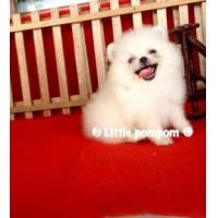 ราคา น้องปอมหน้าหมีไซด์เล็กจิ๋ว เพศเมียแข็งแรง อายุ2เดือน 18,000฿พร้อมใบเพ็ดดีกรี จัดส่งฟรีค่ะ ขายปอมหน้าหมี เพศเมีย สีขาวครีม ไซด์เล็กจิ๋ว อายุ 2 เดือน แข็งแรง ขนแน่น กินเก่ง ขี้เล่่น ราคา 18,000 บาท พร้อ