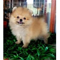 ราคา ขายน้องปอมไซด์เล็ก เพศเมีย วัคซีน1เข็ม ราคา 13,000฿พร้อมใบเพ็ดดีกรี ส่งฟรีค่ะ น้องปอมเพศเมีย ไซด์เล็ก สีส้ม อายุ 2 เดือน แข็งแรง ขนแน่น กินเก่ง ร่าเริง วัคซีน 1 เข็ม ตัวเล็ก ขี้เล่น ราคา 13,000 บาท พร