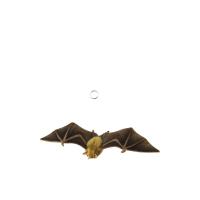 ราคา HANSA ตุ๊กตาค้างคาวน้ำผึ้ง รุ่น 8050 สีหลากสี (CDS70039245)