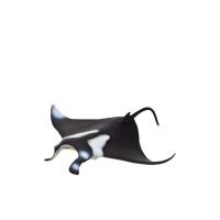 ราคา SAFARI MANTA RAY (CDS4255277)