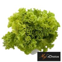 ราคา มายช้อยส์ผักกาดหอมเกรดพิเศษ 150กรัม