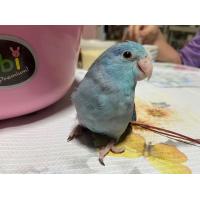 ราคา ฟอพัส สีบลู (365416286)