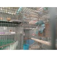 ราคา ขายนกฟอพัส 1500 พร้อมทำมาก (365308601)