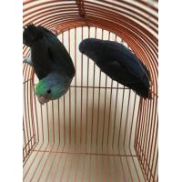 ราคา นกฟอพัส (365270856)