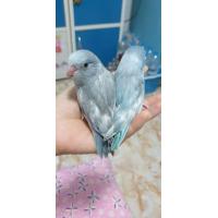 ราคา นกแก้วฟอพัส (365325588)