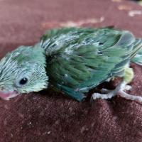 ราคา นกแก้วฟอพัส (365265271)