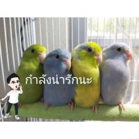 ราคา ฟอพัสนกแก้ว (364925554)