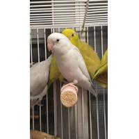 ราคา นกแก้วฟอพัส (365265241)