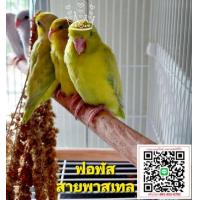 ราคา นกฟอพัส นกแก้ว (364790172)