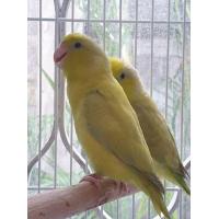 ราคา ฟอพัส นกแก้ว forpus นกสวยงาม (365250275)