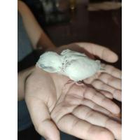 ราคา ฟอพัสเชื่องๆ พายพาสเทลบลูเมีย (365079413)