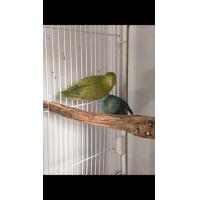 ราคา ฟอพัสพร้อมทำ (365413168)