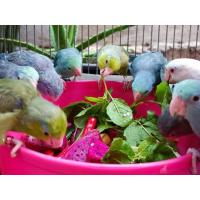 ราคา นกแก้วฟอพัส (364766188)