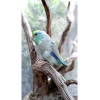 ราคา นกแก้วฟอพัส (365239115)