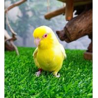 ราคา นกแก้วฟอพัส (365215221)