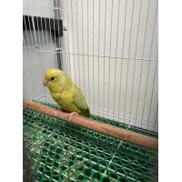 ราคา นกแก้วฟอพัส (365352246)