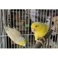 ราคา ขายฟอพัส (365411076)