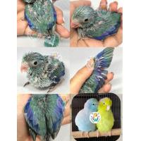 ราคา นกแก้วฟอพัส บลูเทอควอย (365173228)