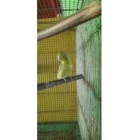 ราคา ฟอพัส (365416979)